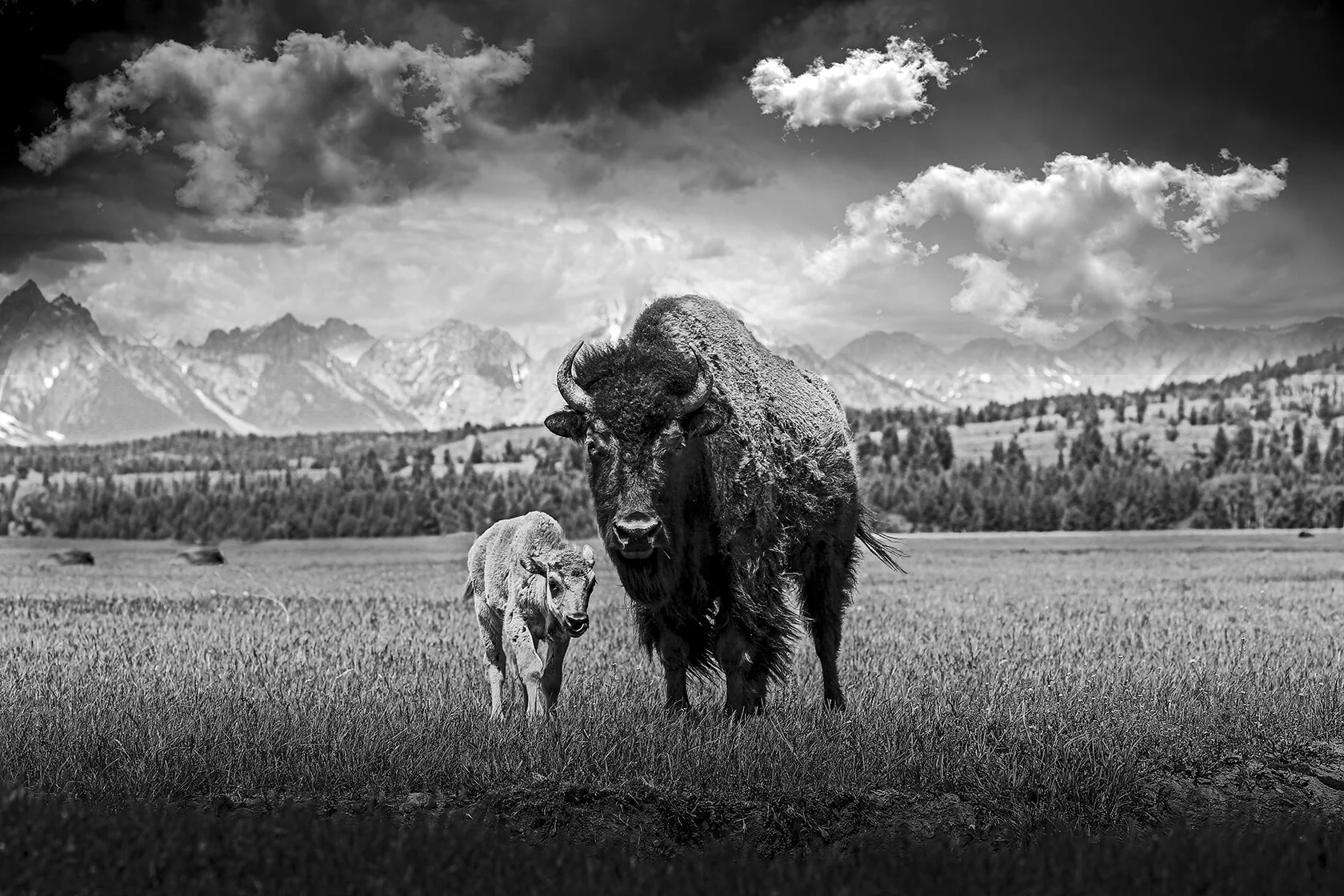 _96R0_bison+baby_BW_revisedLRc_V3_doge+burn_F_fw.jpg