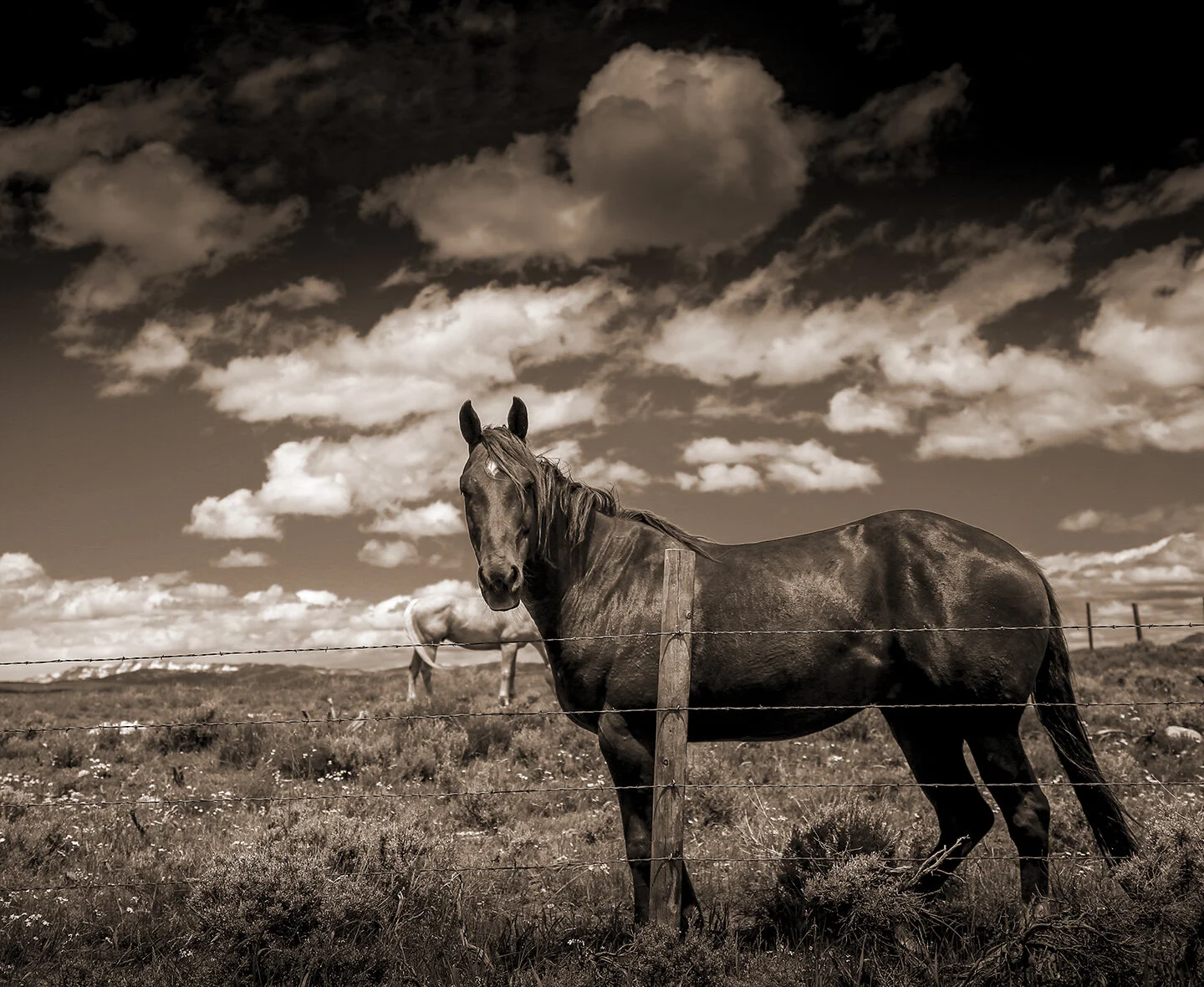 _96R0_horse_BW_revisedLRc_CROP_SEPIA_fw.jpg