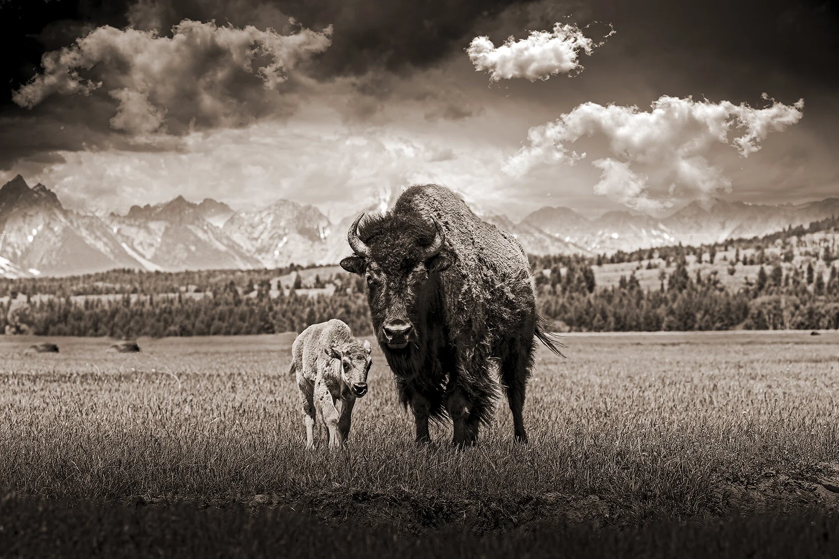 _96R0_bison+baby_BW_revisedLRc_V3_doge+burn_SEPIA_F_fw.jpg