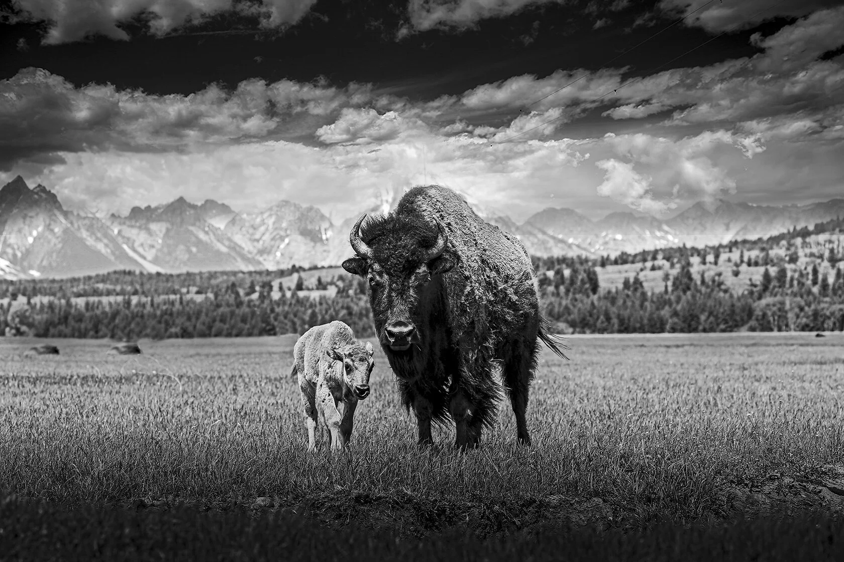 _96R0_bison+baby_BW_revisedLRc_V4_fw.jpg