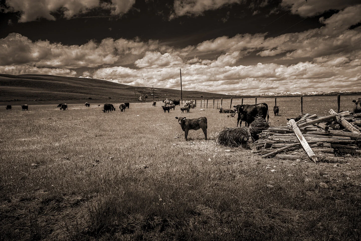 Test 3 -- Cows in the distance