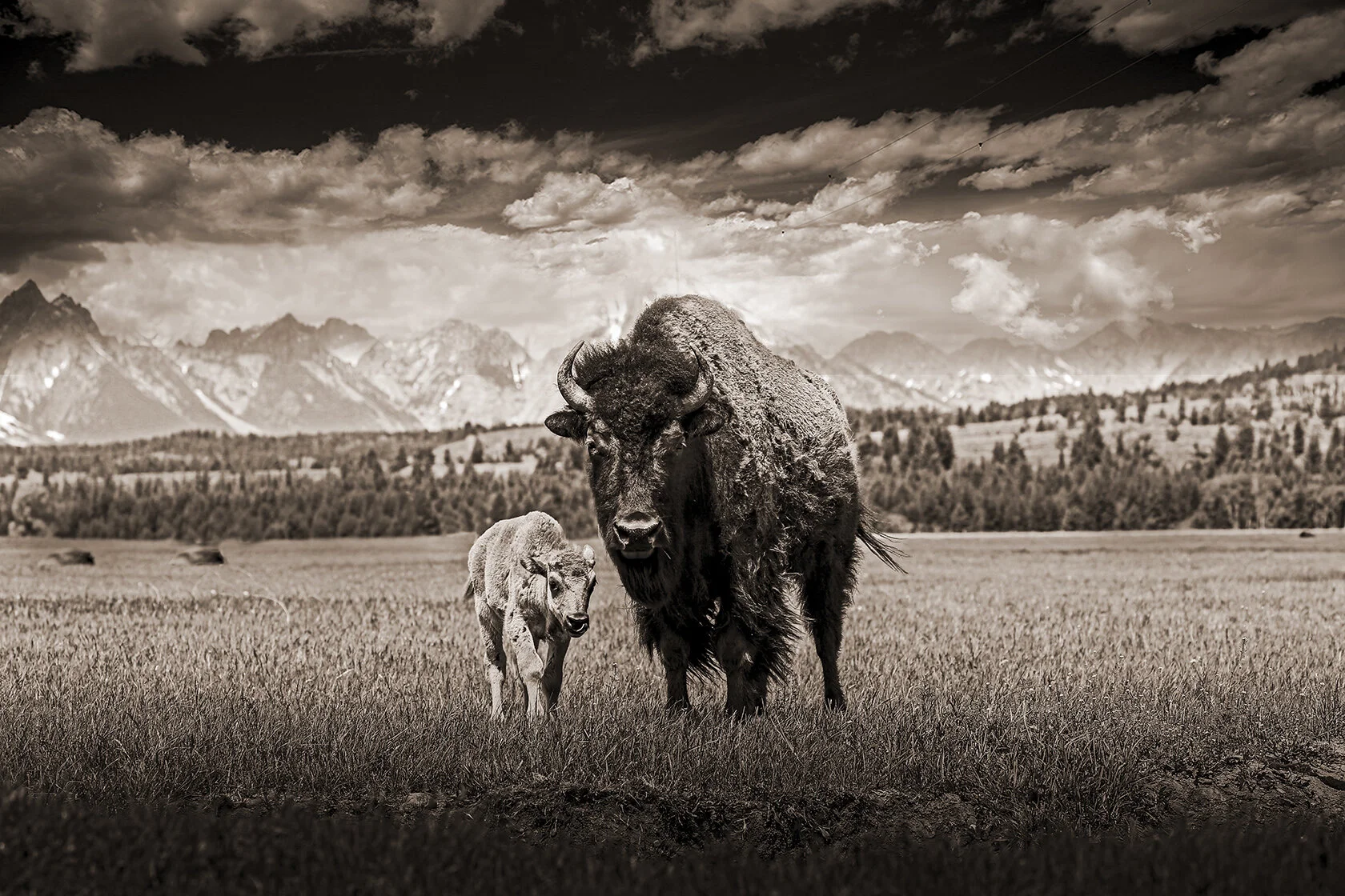 Test 6 - Mama &amp; Baby Bison - sky 2