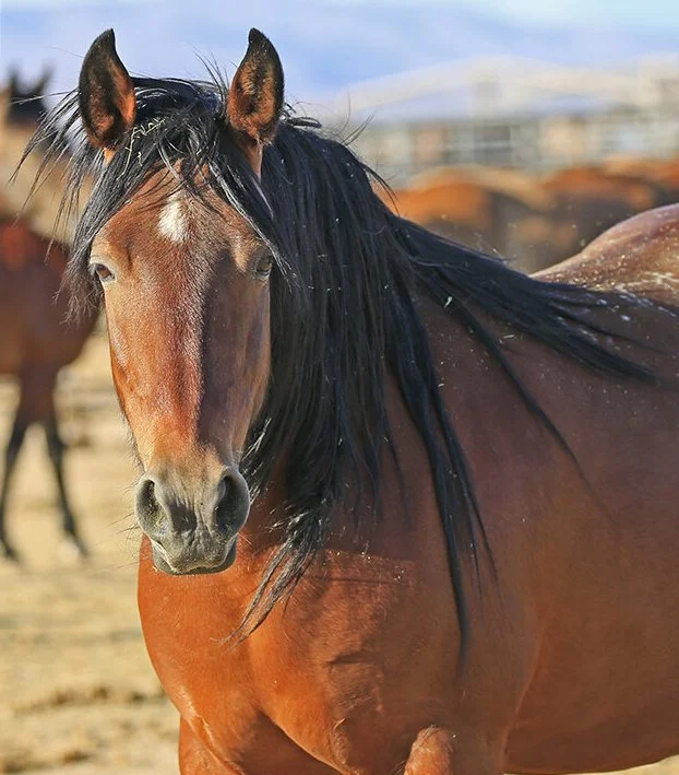  Can't You Hear Me Calling 96R1643 