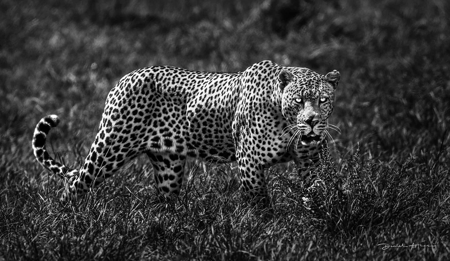  This Is My Last Fight MG_9658 