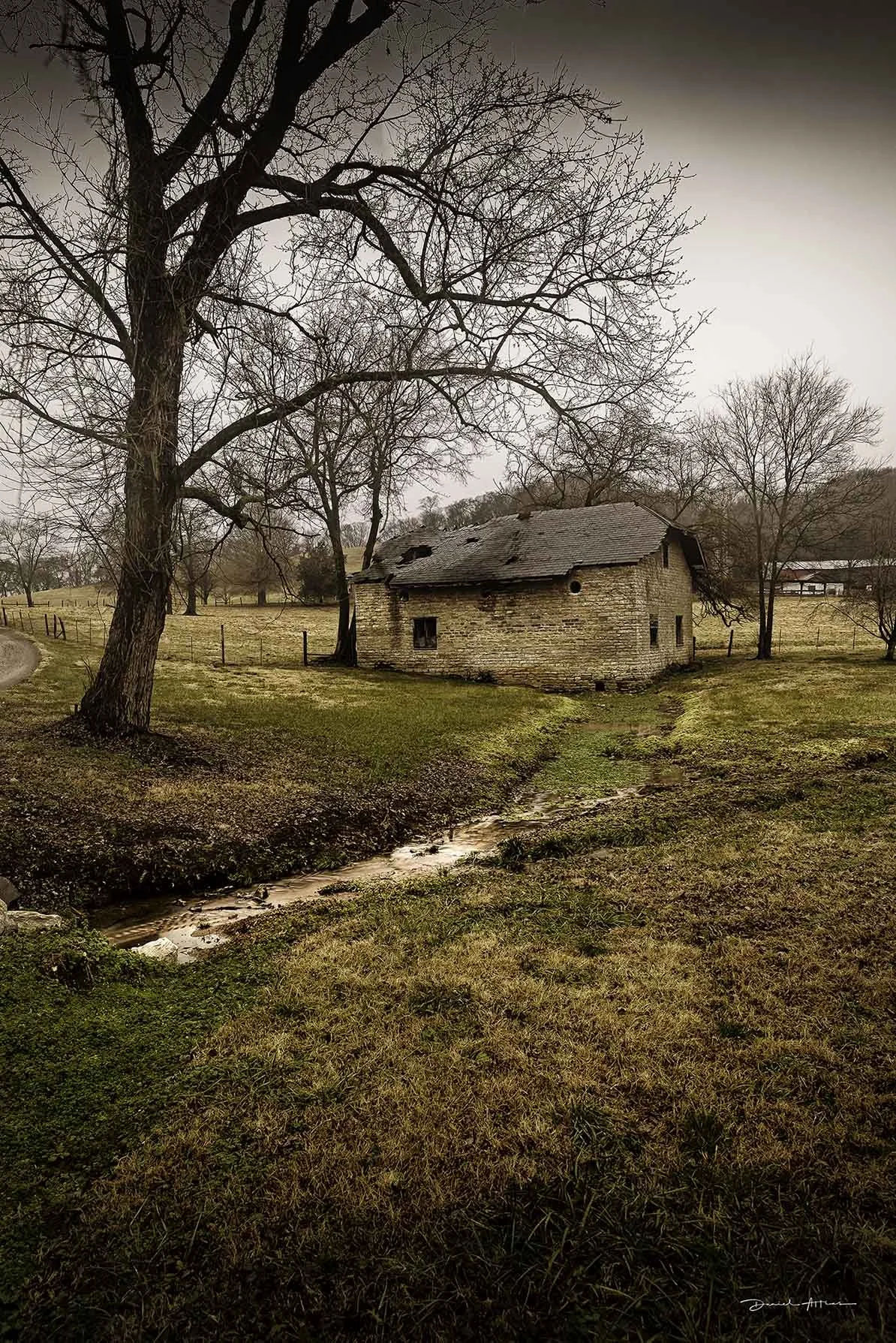  The Wings of A Dove MG_3861 
