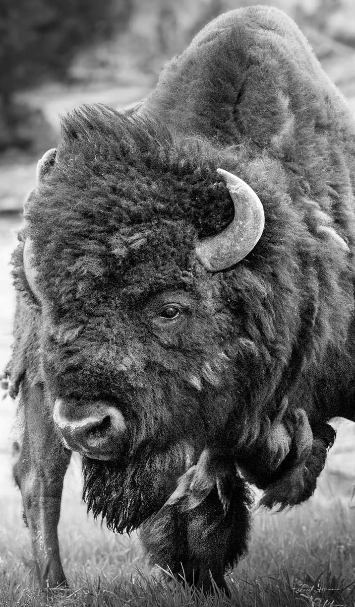  Don’t Start Nothin’ Mama AB1I1093 