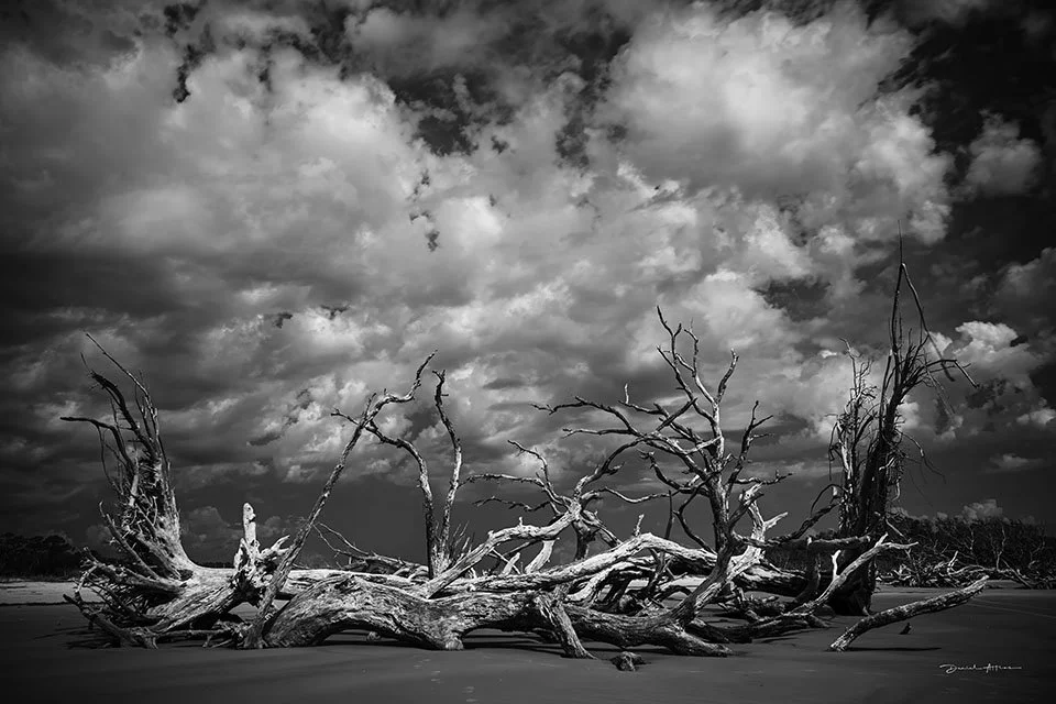  Julie’s Favorite MG_6806 