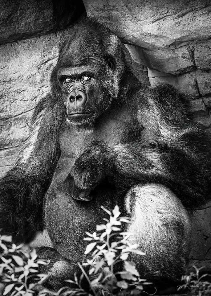  Let Yesterday Go AB1I090 