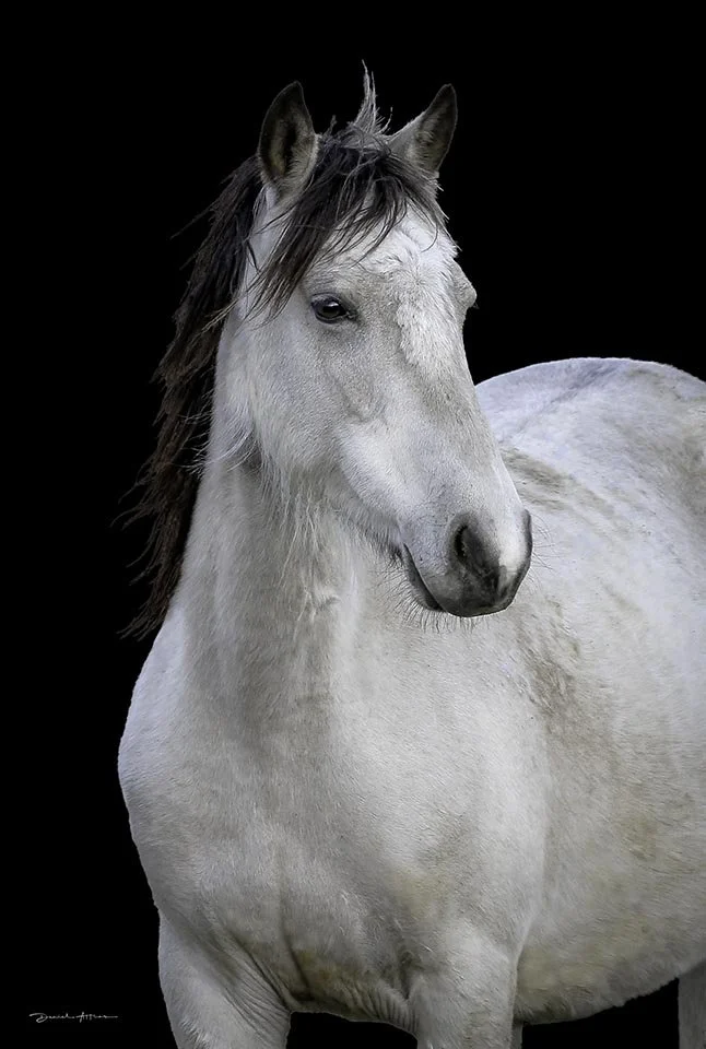  I’m Carrying Your Love with Me 96R8515 