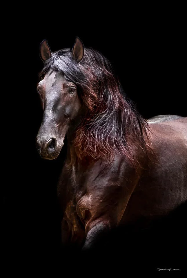 HORSE_DIEGO__MG_1117__I_See_Jesus_Waiting_For_Me_In_Heaven_FINAL_VG_web262.jpg