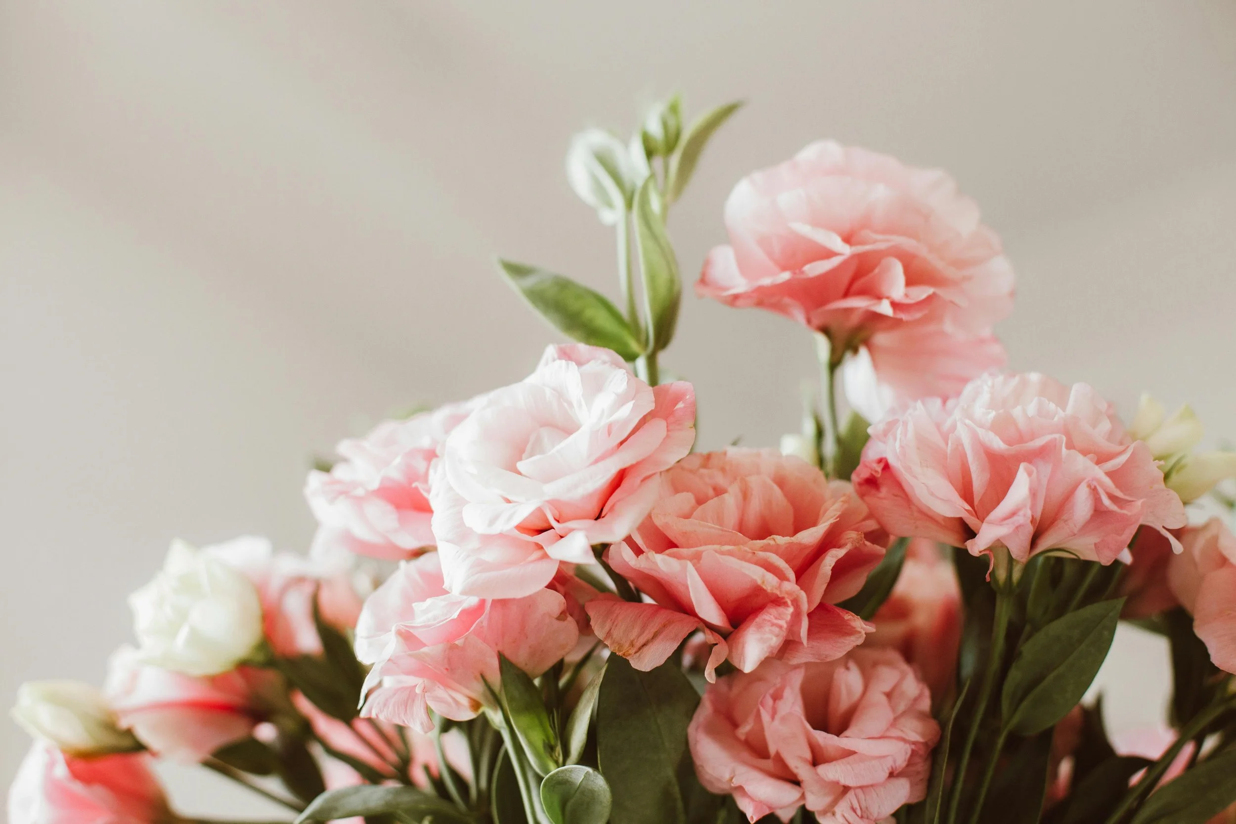 Petals of Light Gallery - Moments of Light