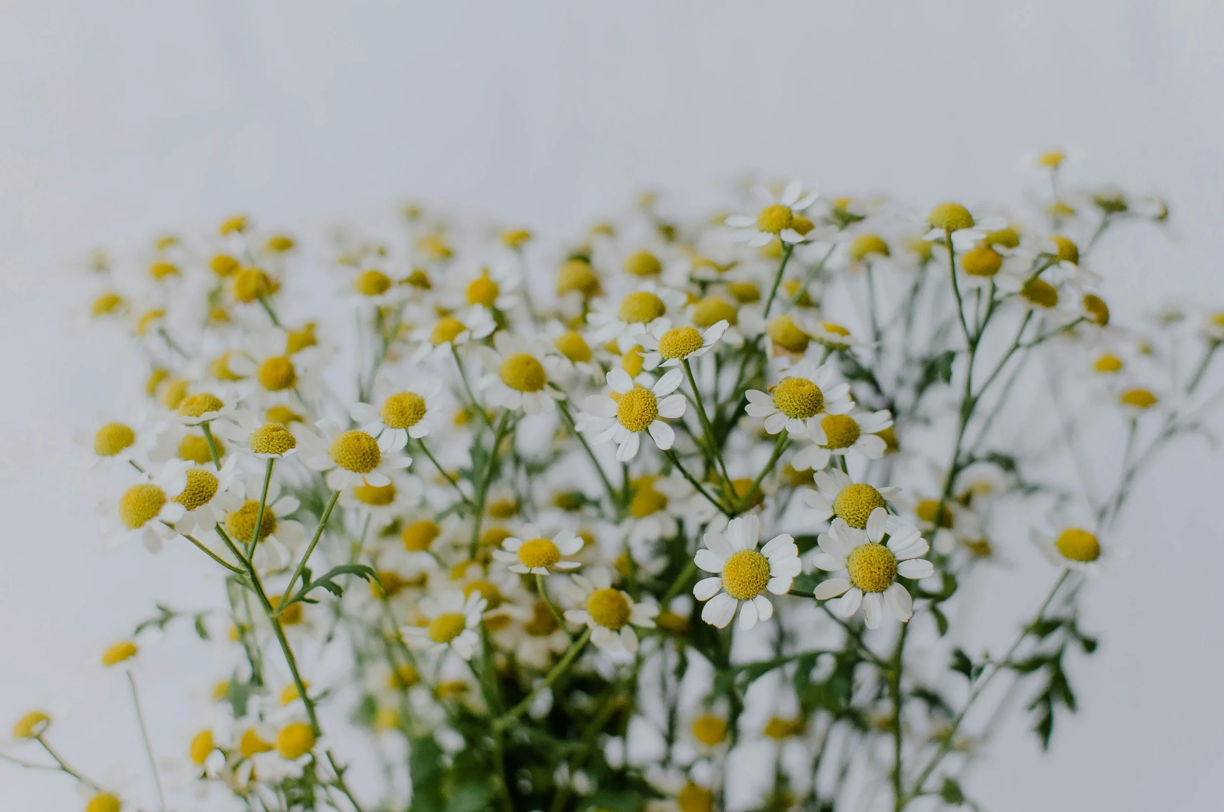 Petals of Light Partners.jpg