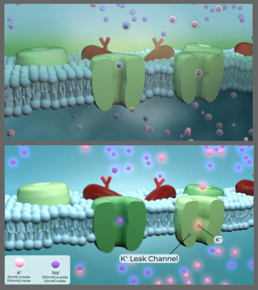 animations of K Leak Channel
