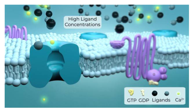 animation of High Ligand Concentrations