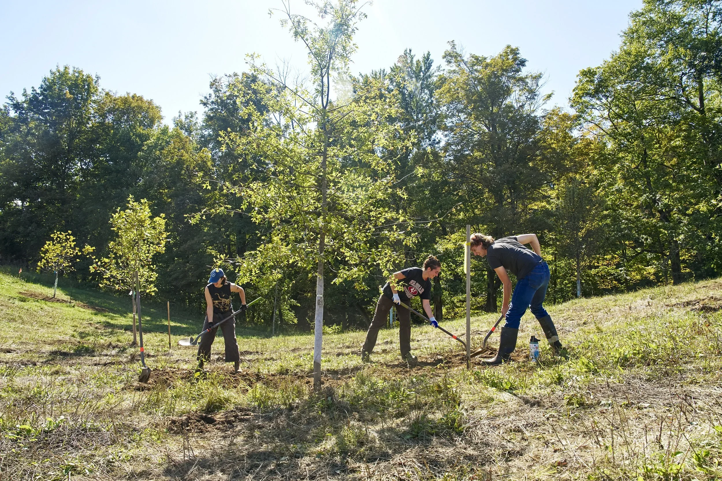 Tree Planting for Pollinators in Accord