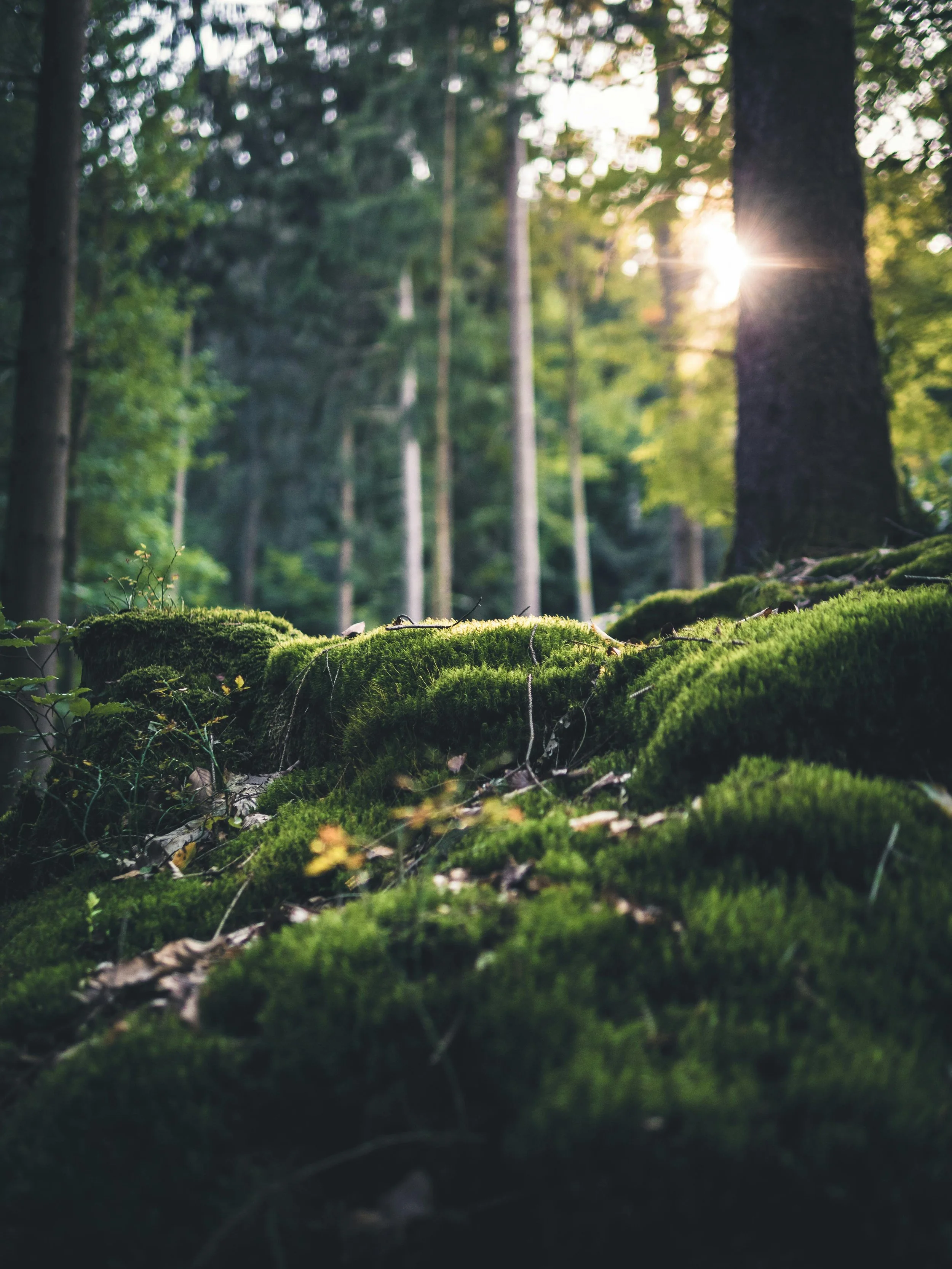 Webinar Recording: How to Establish a Community Forest