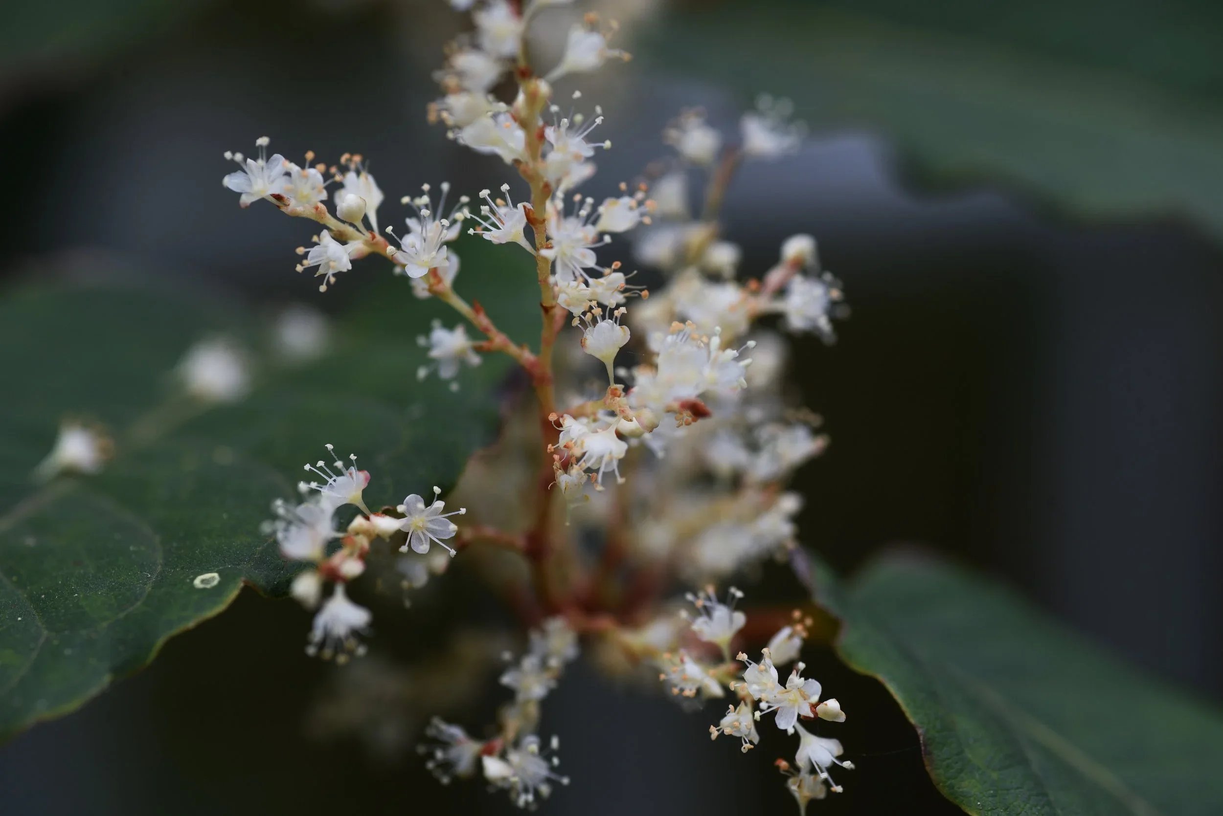 Webinar Recording: Invasive Plants as Agents of Change or Symptoms of Other Stressors