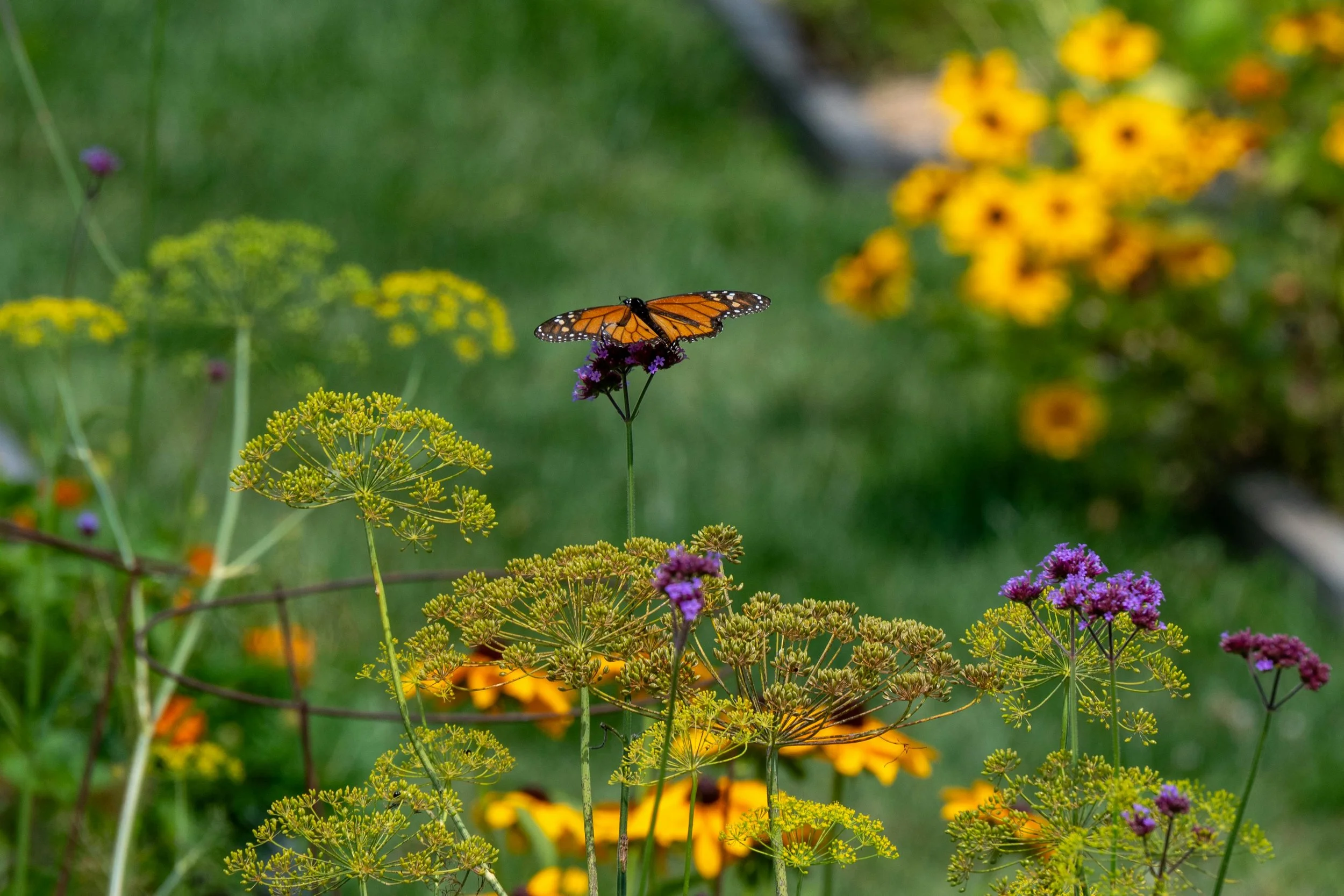 Free Native Garden Templates from PollinateHV
