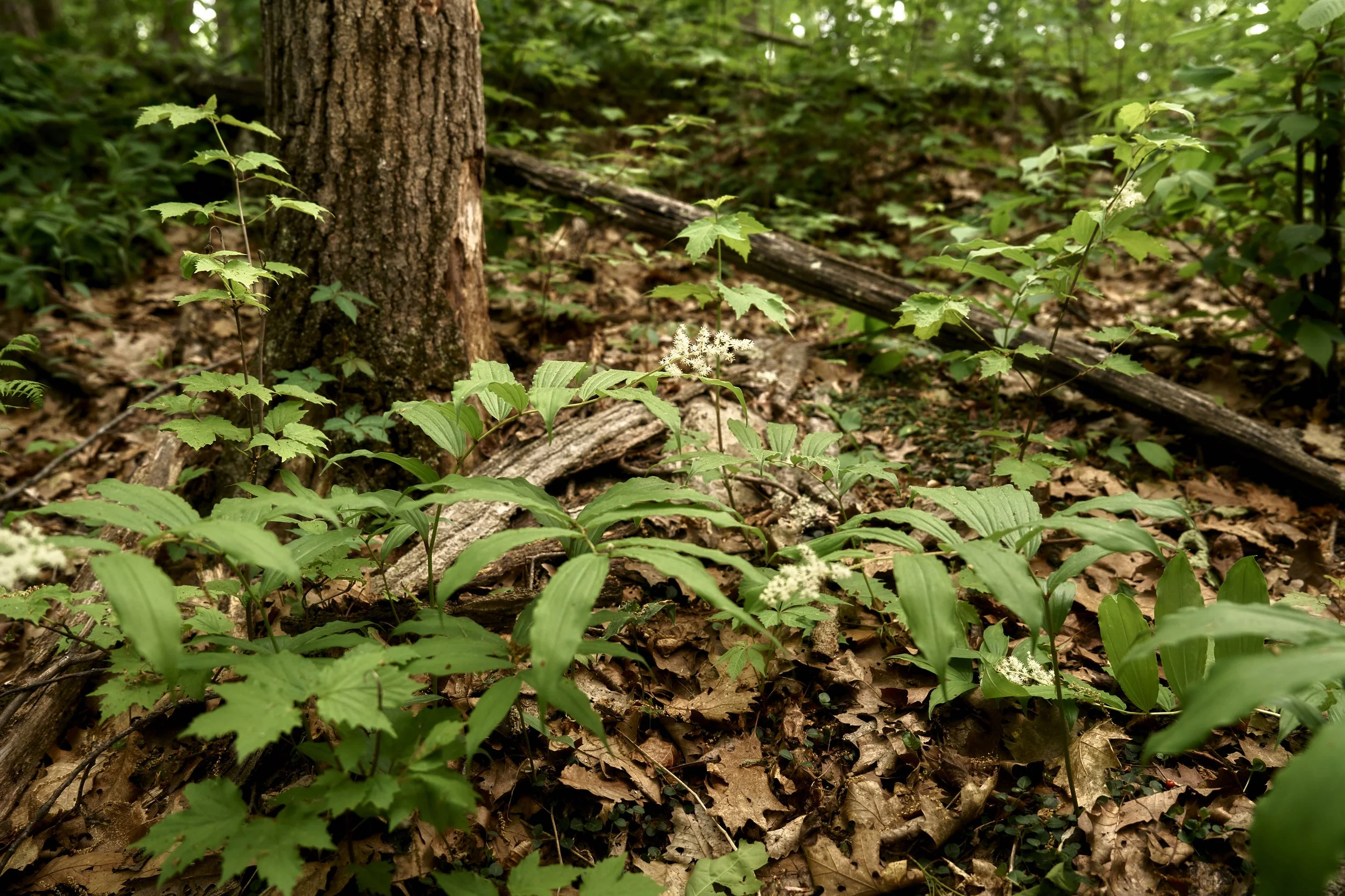 Morning Coffee: Ancient Forests of the Hudson Valley