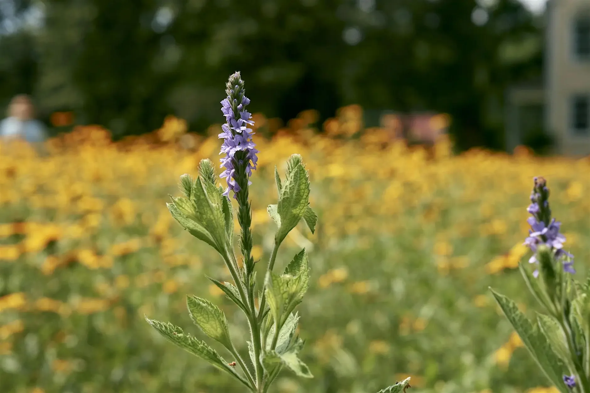 PollinateHV Walk: Gardiner Meadow