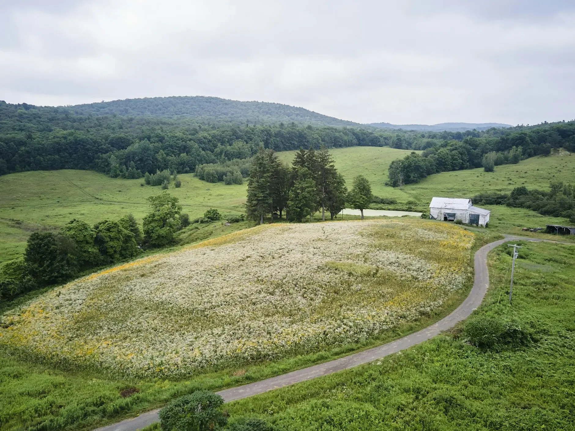 PollinateHV Walk: Gallatin Meadow