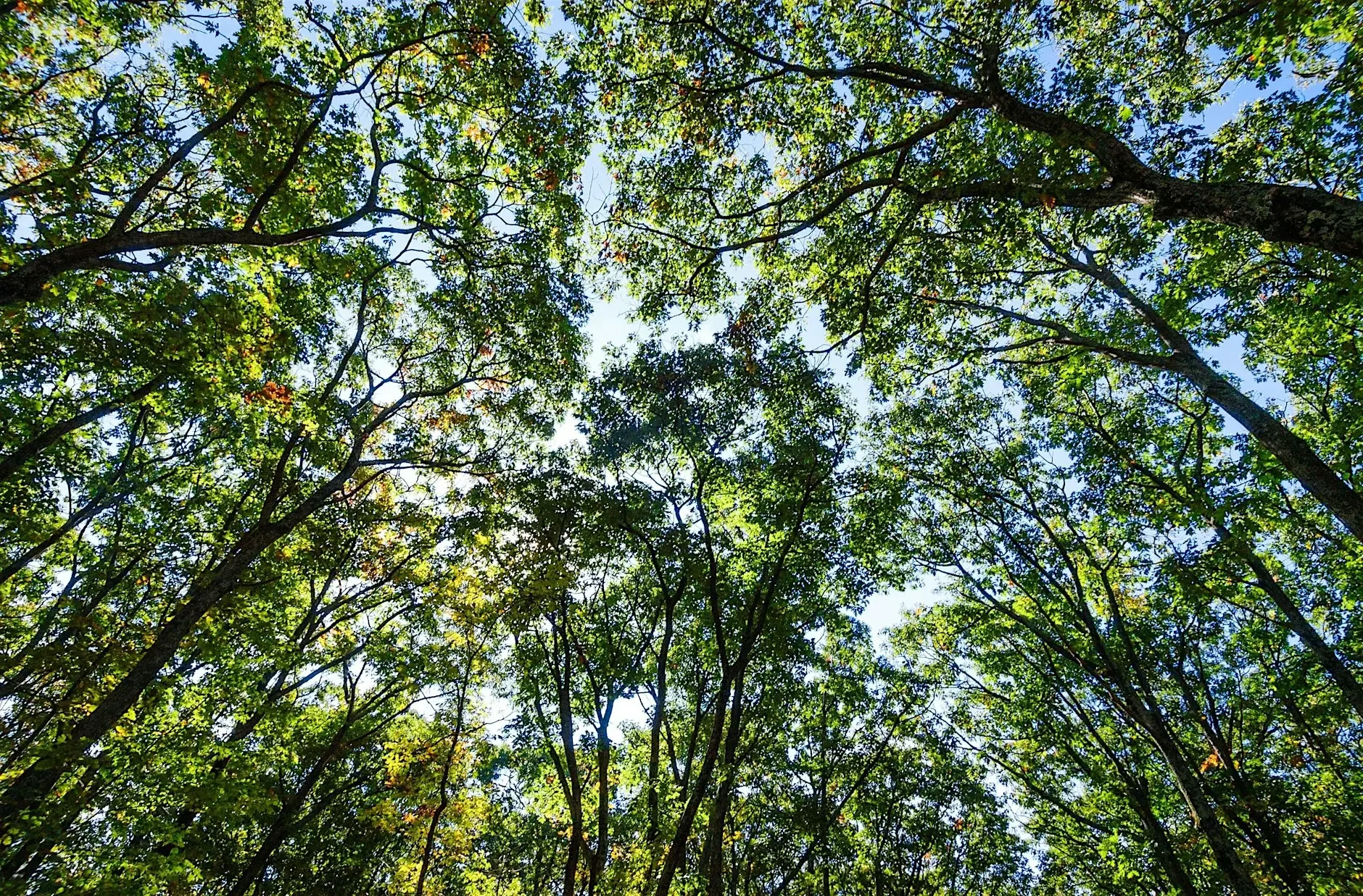 PollinateHV Walk: Explore an Old Growth Forest