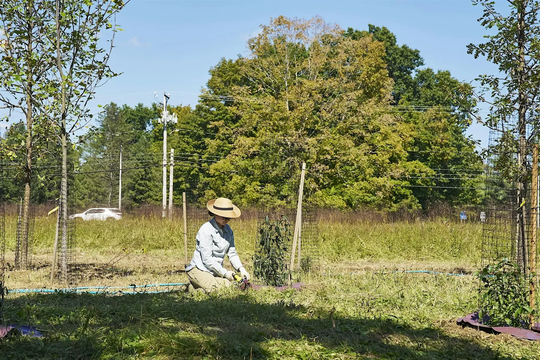 Hearty Roots Volunteer Event: Tree Planting for Pollinators in Red Hook