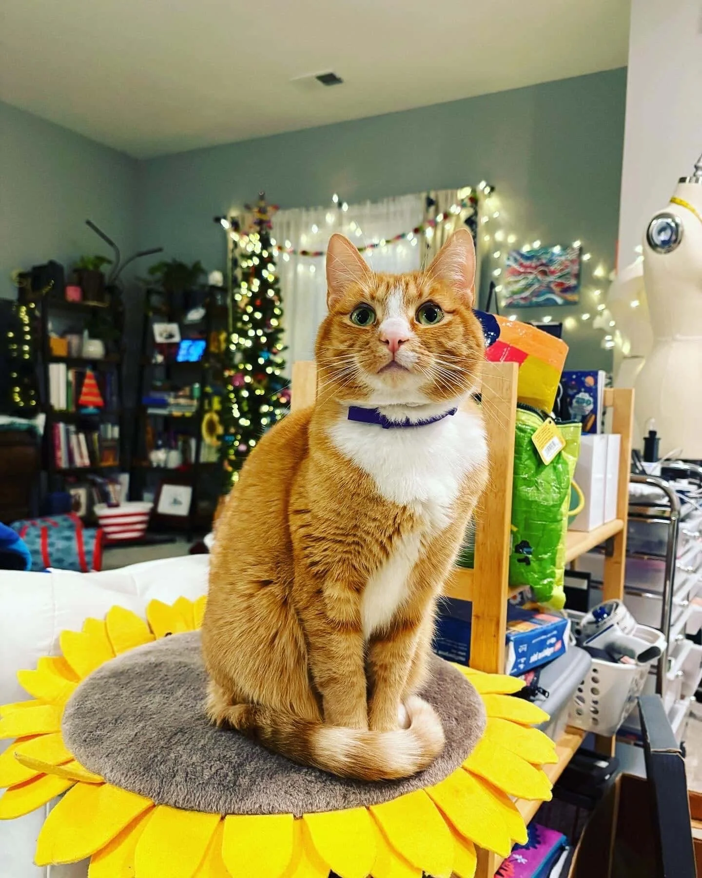 An orange tabby cat with green eyes wearing a purple collar, sitting on a sunflower-shaped bed in a room decorated with a pine tree and fairy lights.