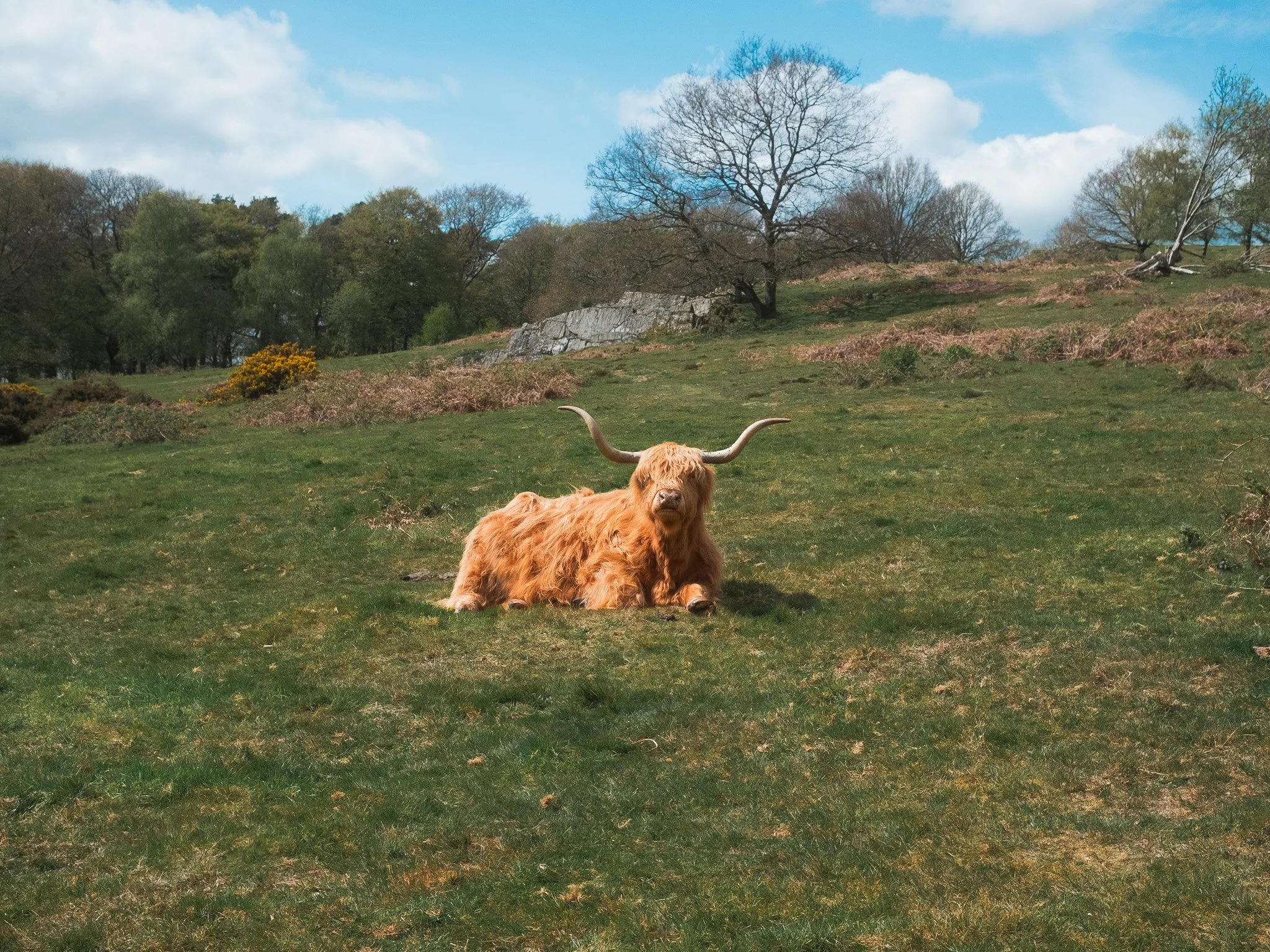 Highland Cow