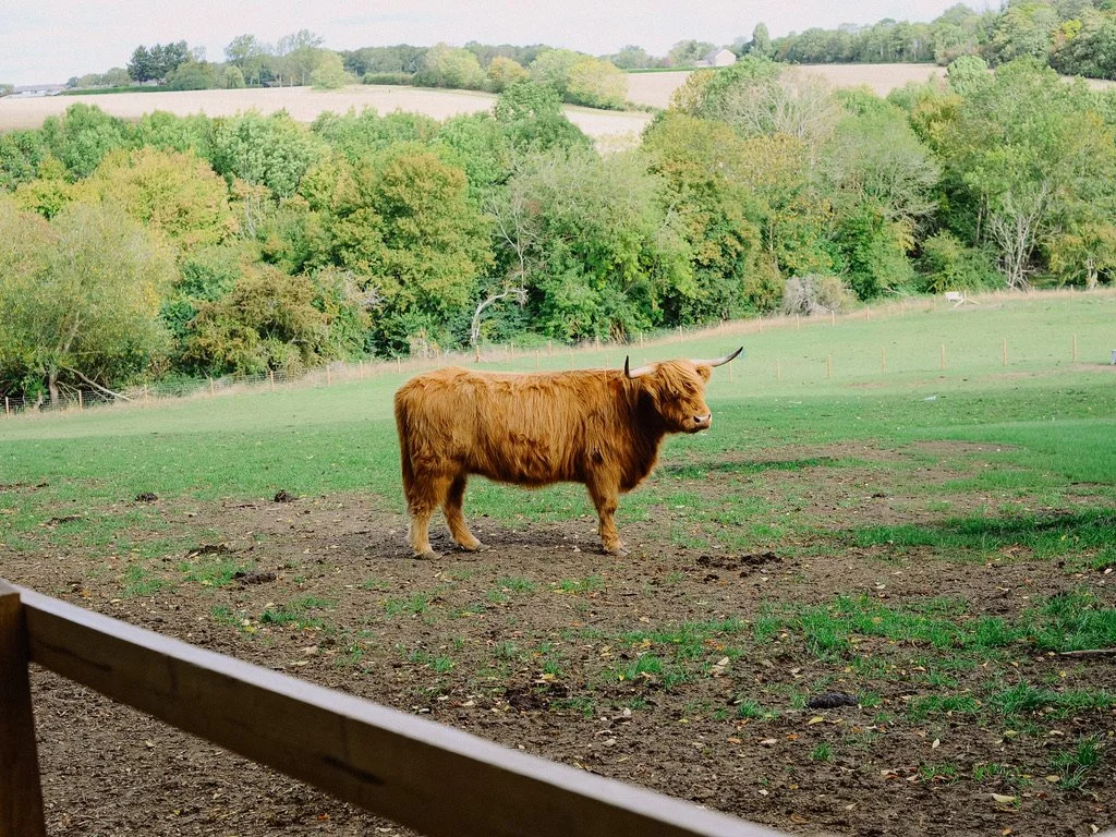 A Highland cow with long, shaggy reddish-brown hair and curved horns standing in a grassy field with trees and rolling hills in the background.
