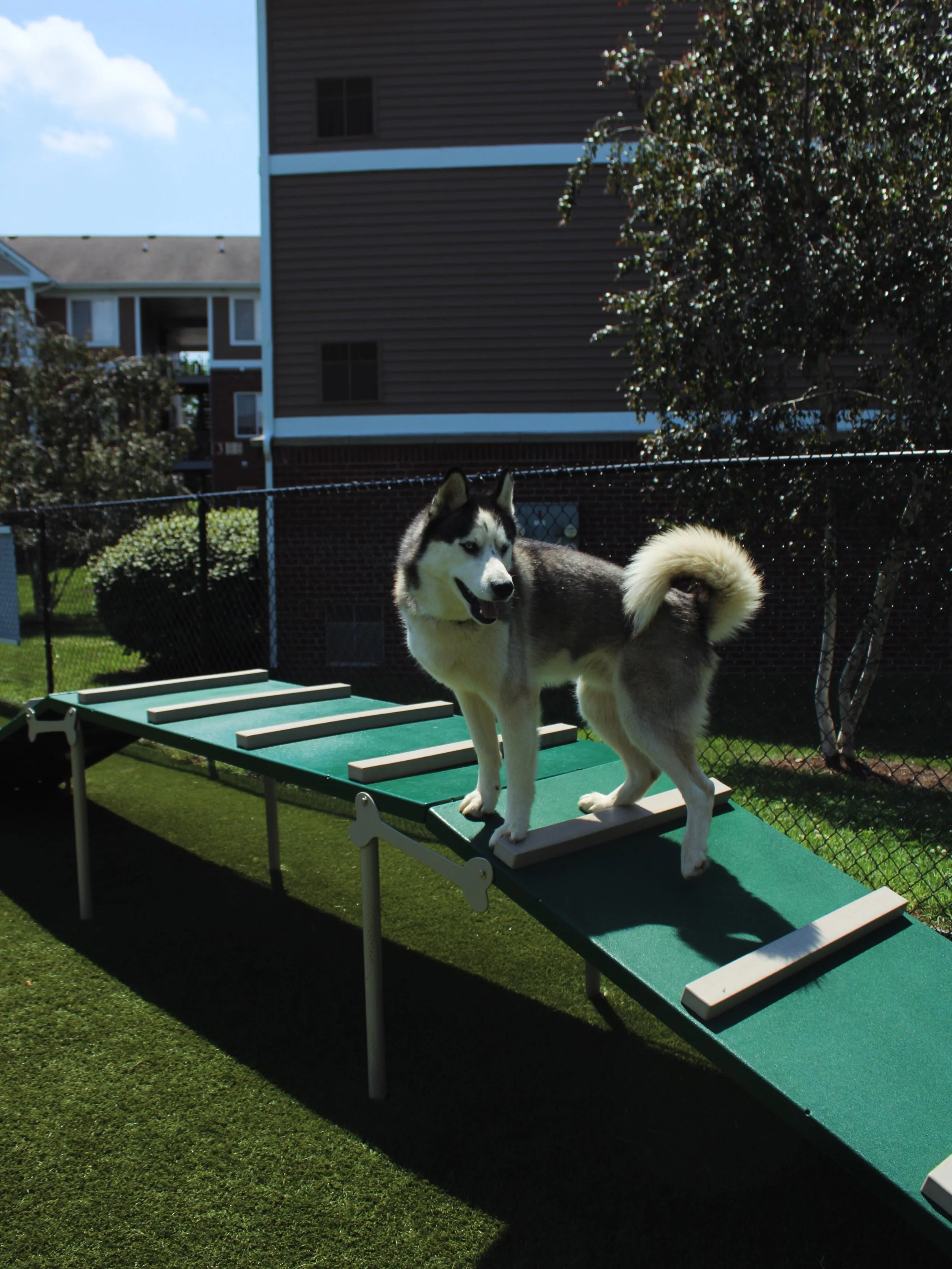 Nothing makes us happier than seeing our furry residents feel right at home! From zooming up the ramp to sunbathing on the turf, we love having a spaces where every member of the community &mdash; paws included &mdash; can enjoy the sunshine ☀️ 

#pe