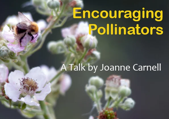 Bees on briar - Encouraging Pollinators