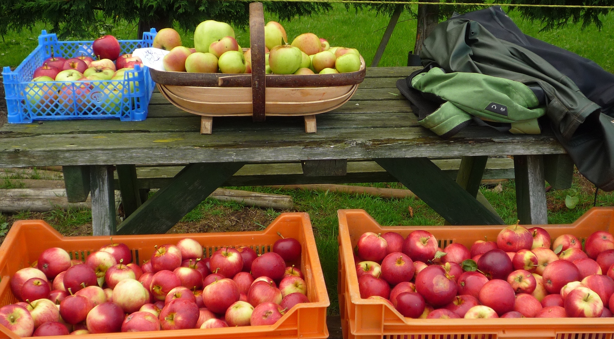 harvest no people.JPG