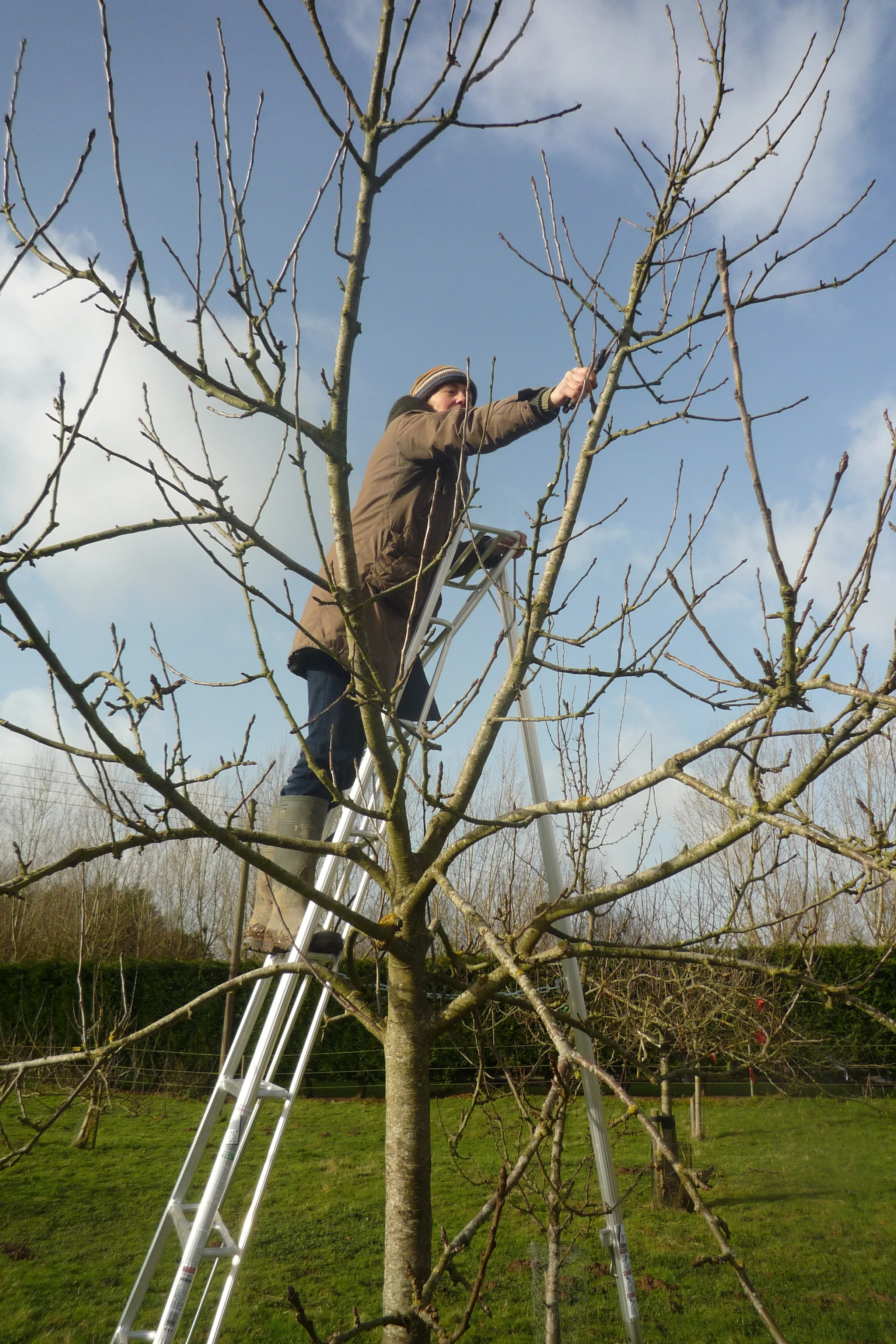 Pruning Standard Apple Tree