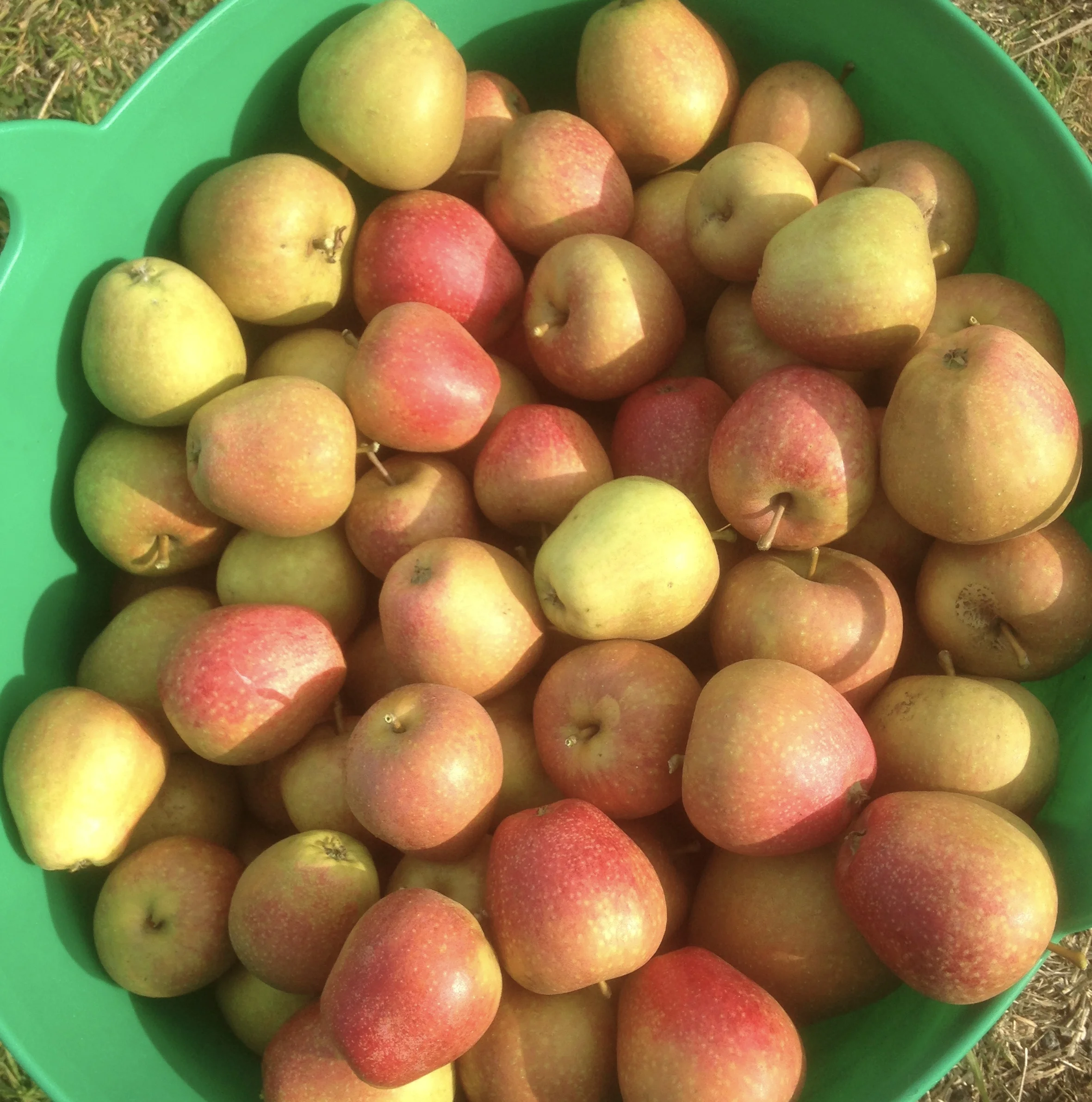 Training in Pruning Apple and Pear Trees 