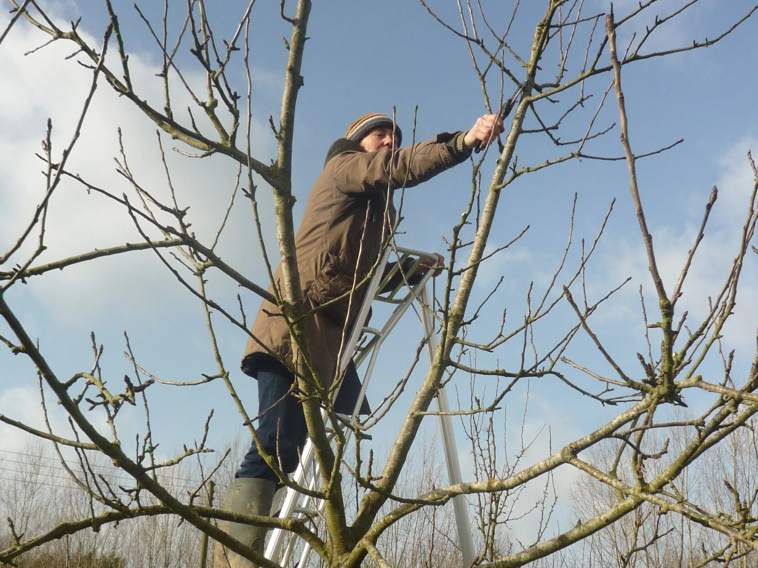 pruning apple trees