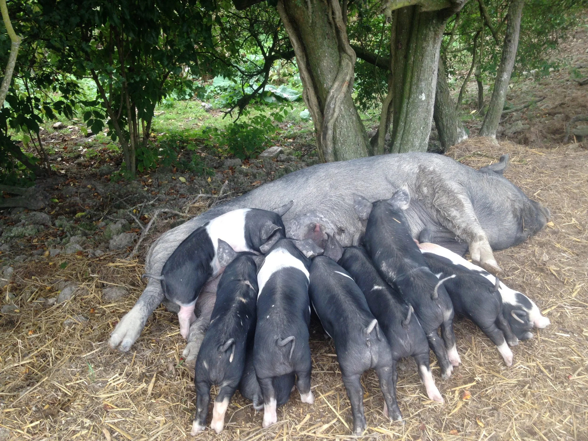 Rare breed pigs at Baulcombes Farm