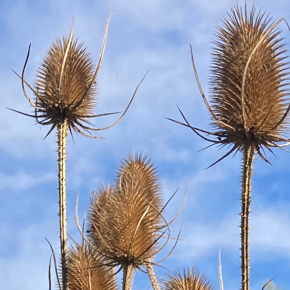 Teasel.jpeg