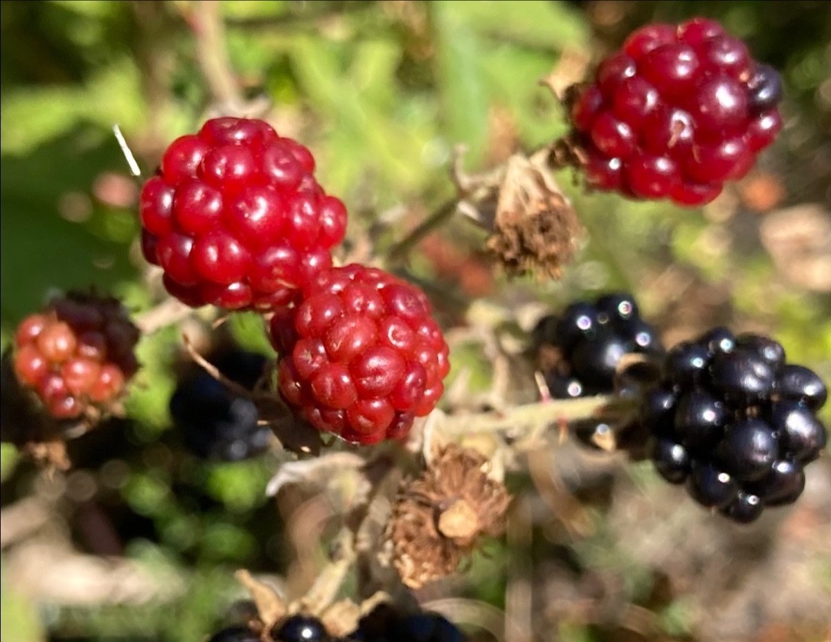 blackberries HS.jpeg