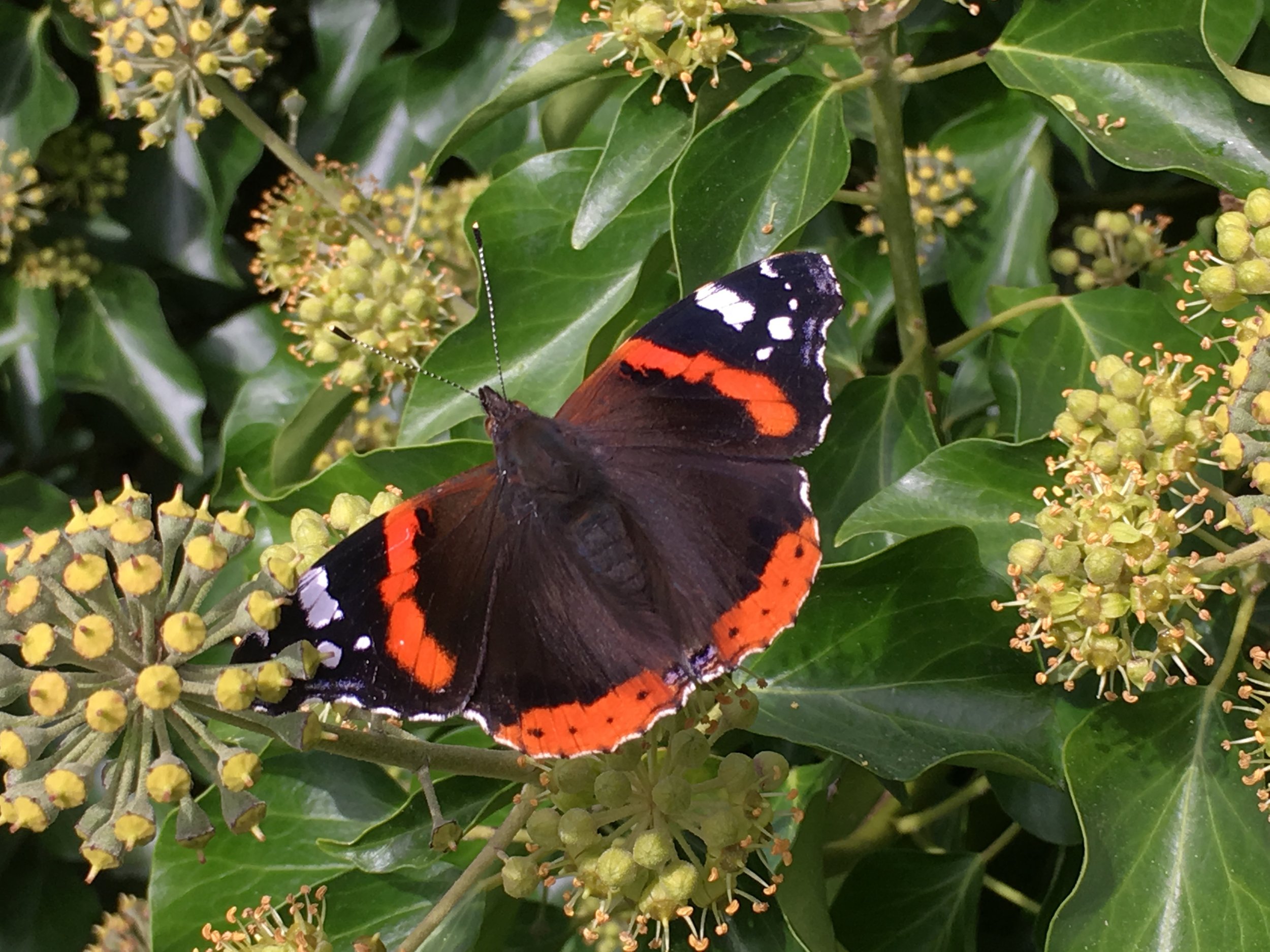Red Admiral.jpeg