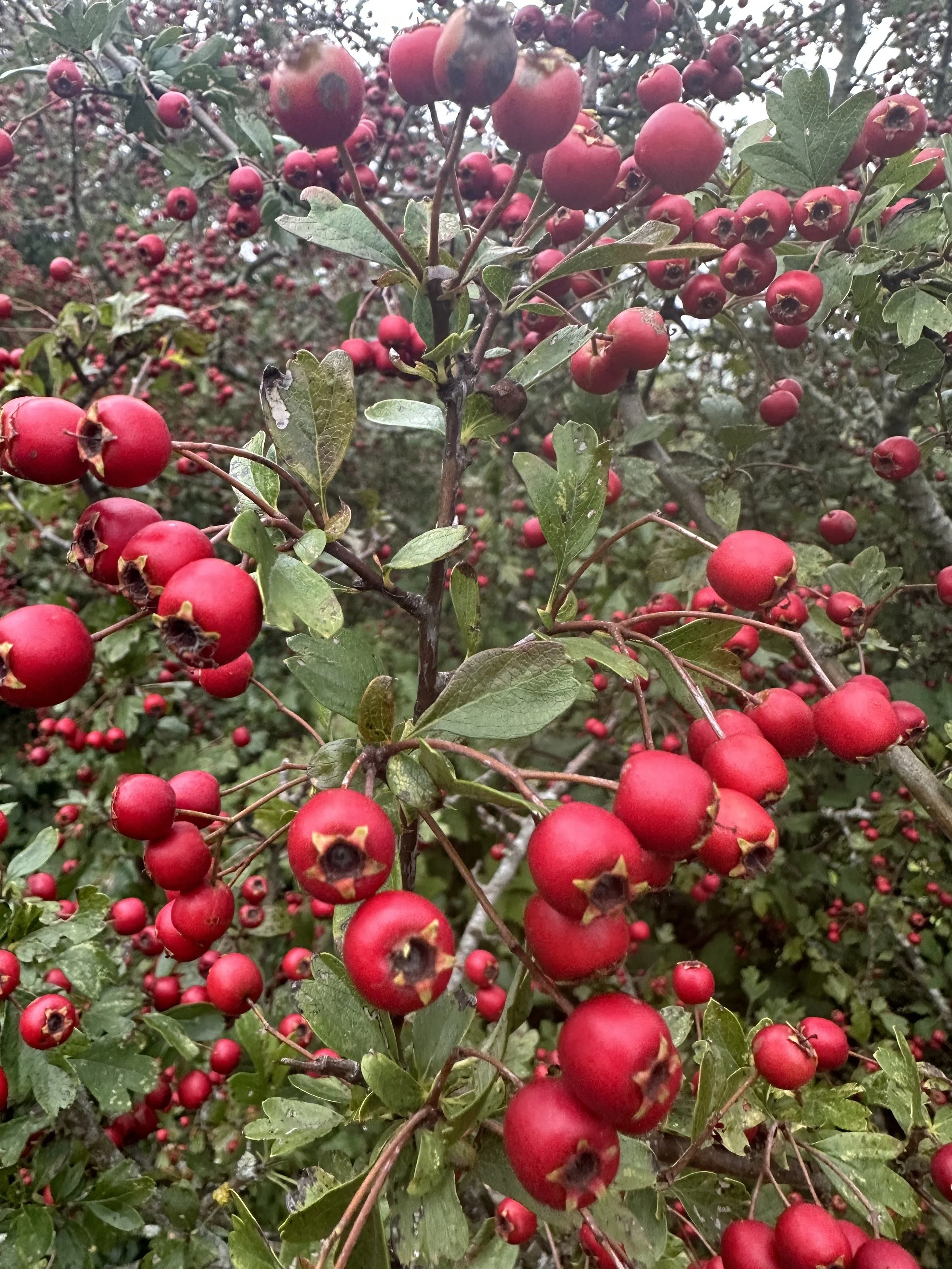Hawthorn berries.jpeg