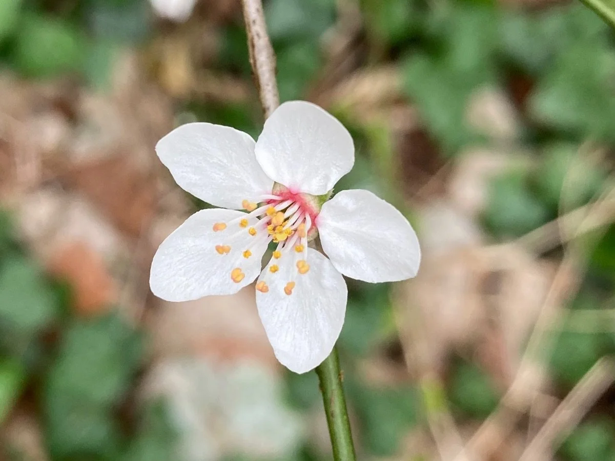 Spring blossom.jpeg