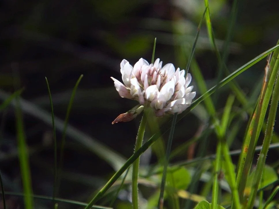 White clover K Vandyke.jpeg