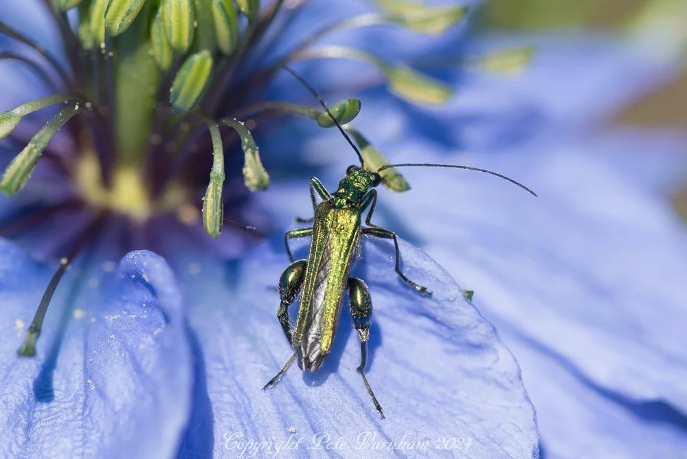 Thick legged flower beetle.jpg