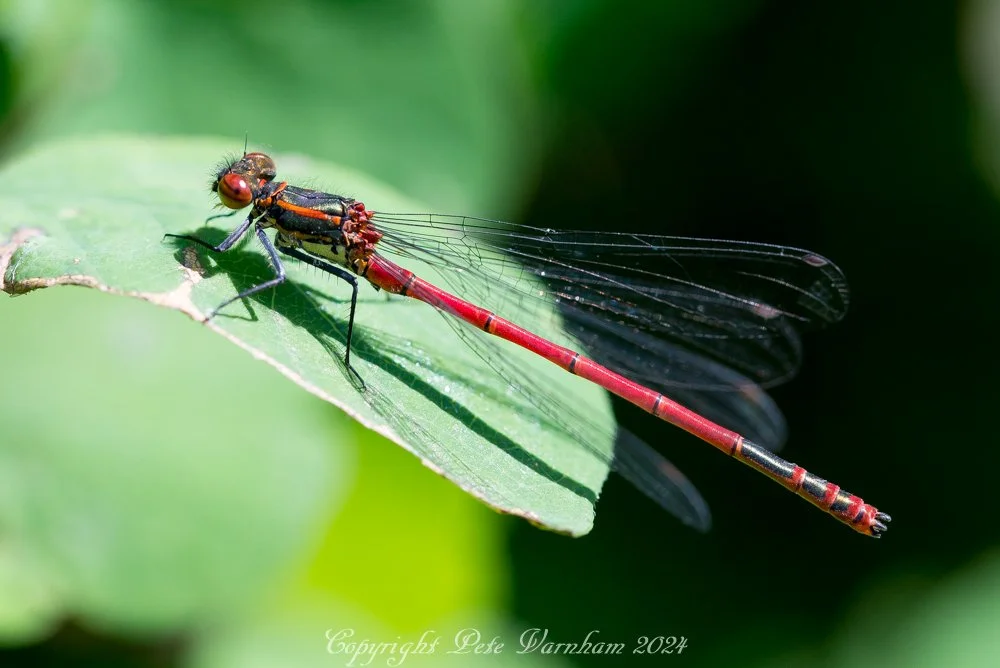 Large red damselfly.jpg