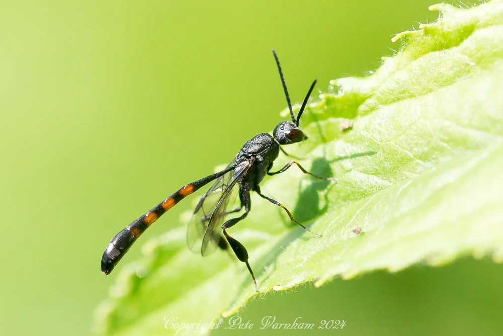 Carrot Wasp.jpg