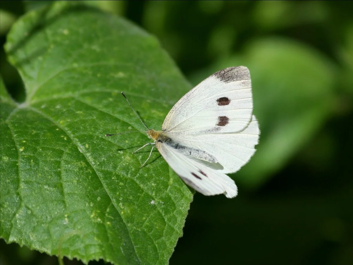 Small white butterfly.jpeg
