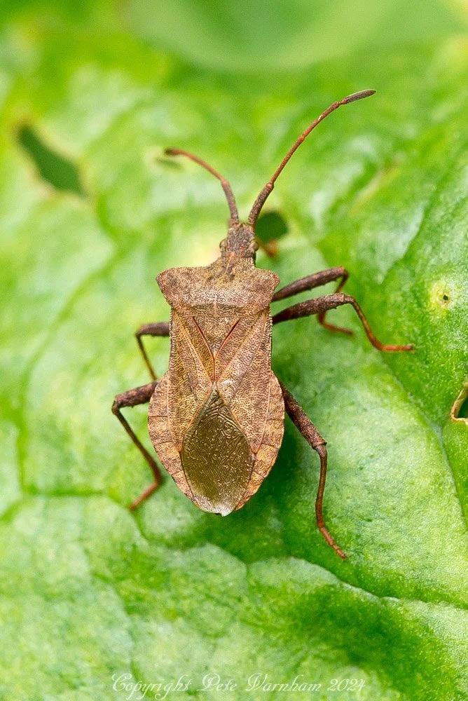 Dock bug Landport 14Jul24 Peter Varnham.jpg