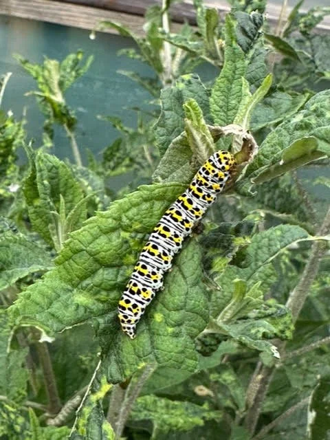 Mullein moth caterpillar.jpg