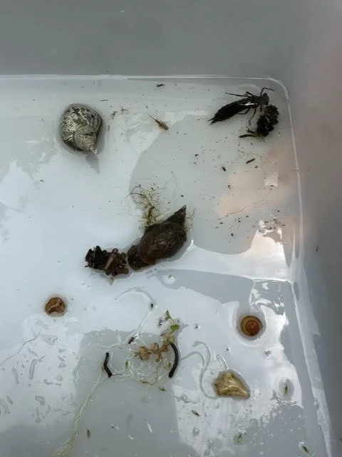 pond life.jpg